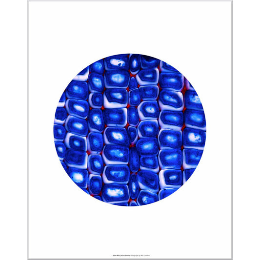 Scots Pine - Mounted print