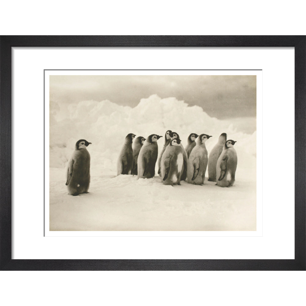 Young Emperor penguin chicks - Art print
