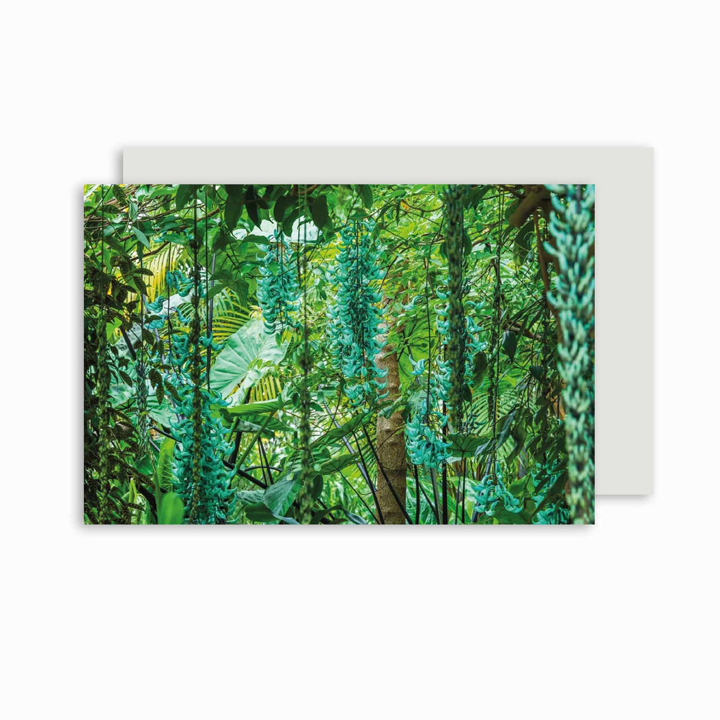 Jade Vine - Greeting card