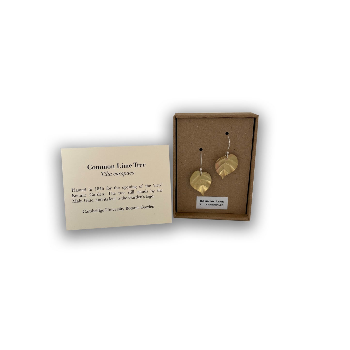 Lime tree leaf earrings in box and information card. 