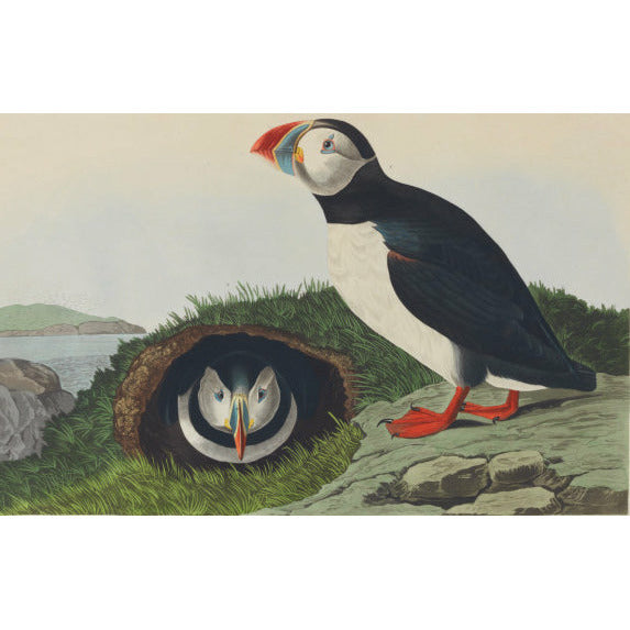 Audubon's Birds of America - Notecard pack