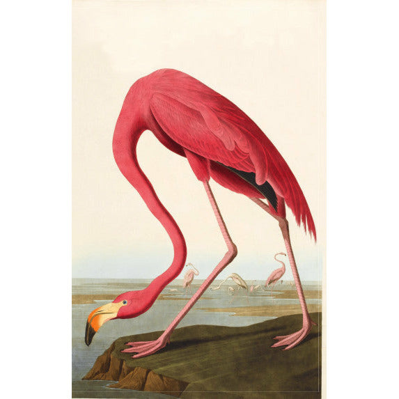 Audubon's Birds of America - Notecard pack