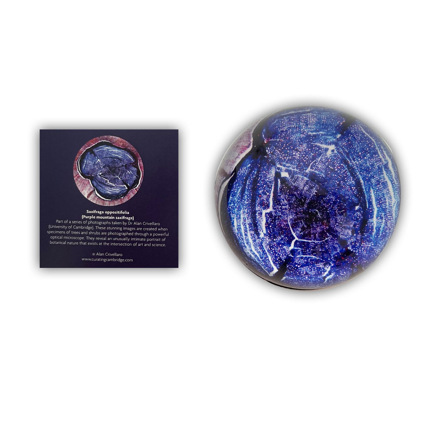 Purple Mountain Saxifrage - Paperweight