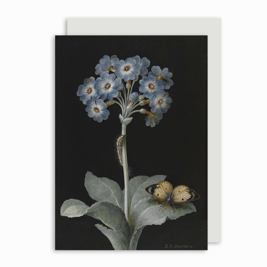 Primula Auricula - Greeting card