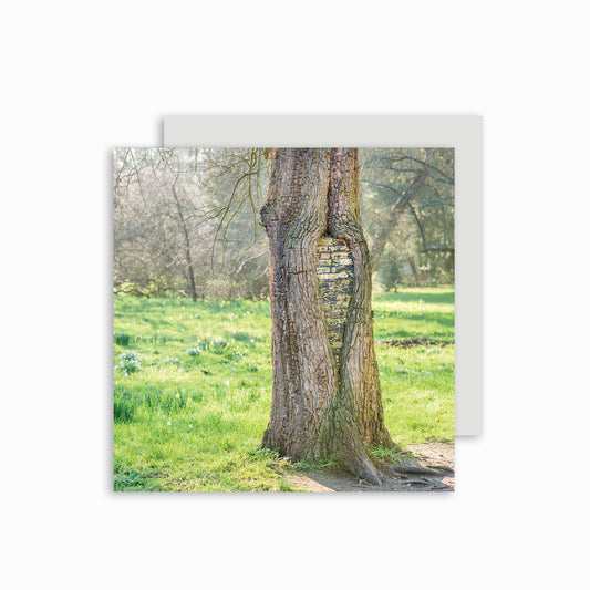 Botanic Garden Tree Greetings card.