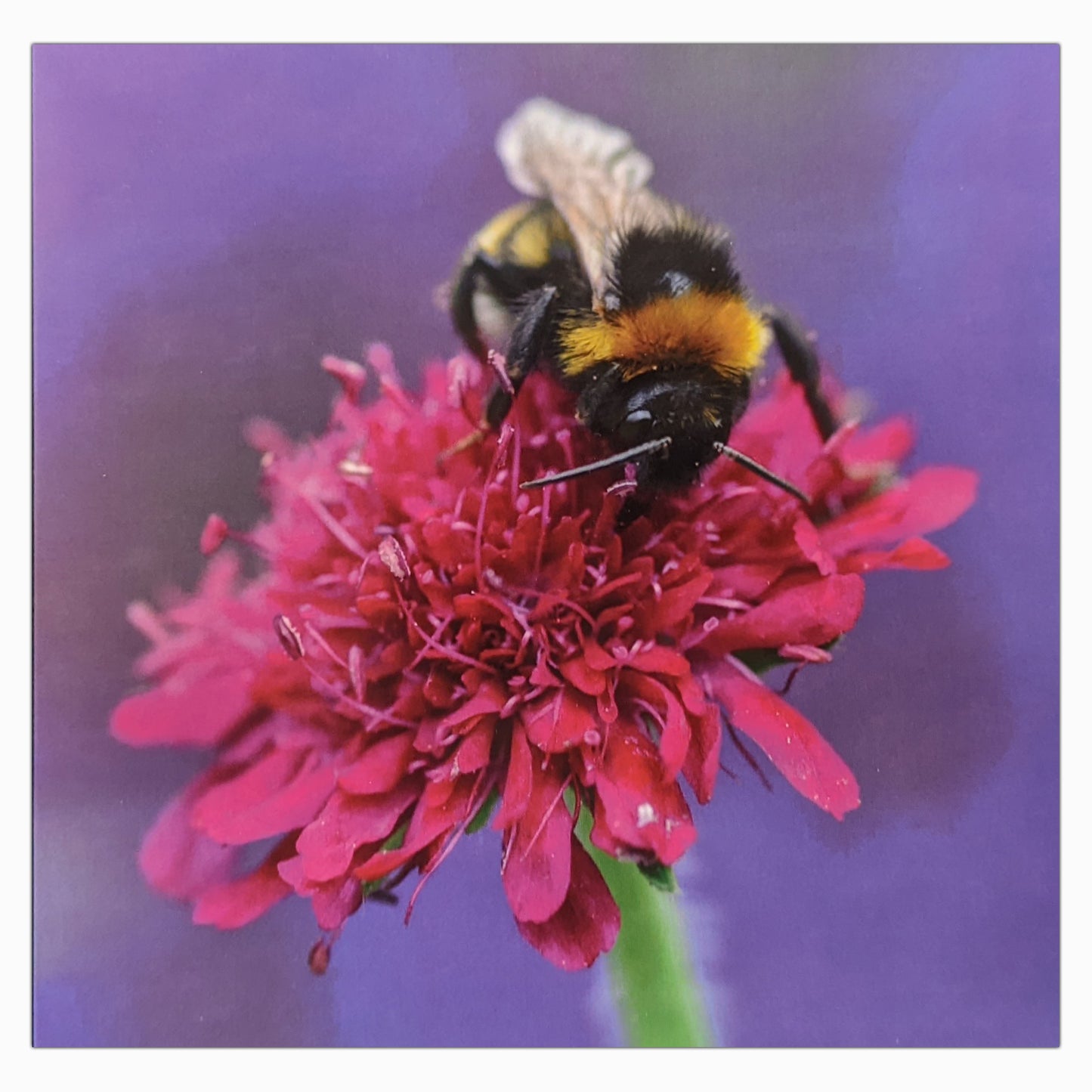 Bumblebee on Scabious - Greetings Card