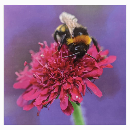 Bumblebee on Scabious - Greetings Card