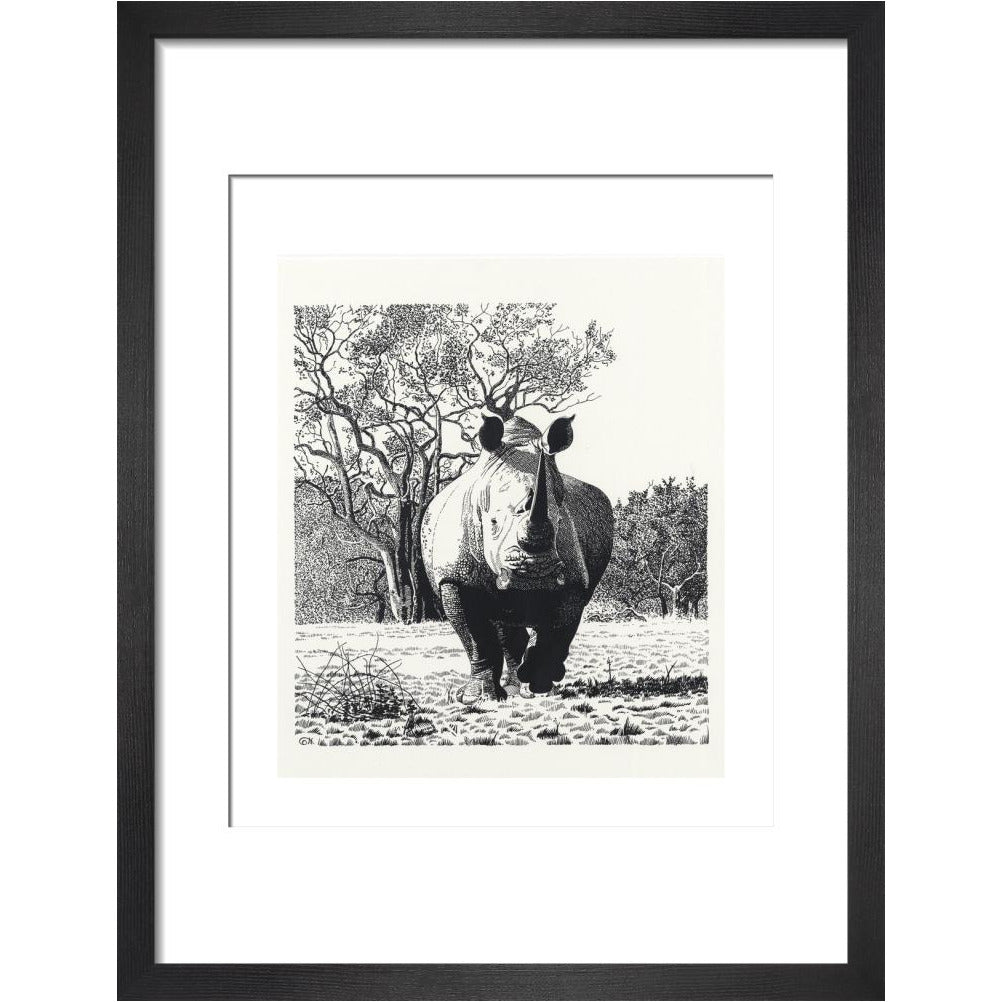 White Rhinoceros Advancing - art print