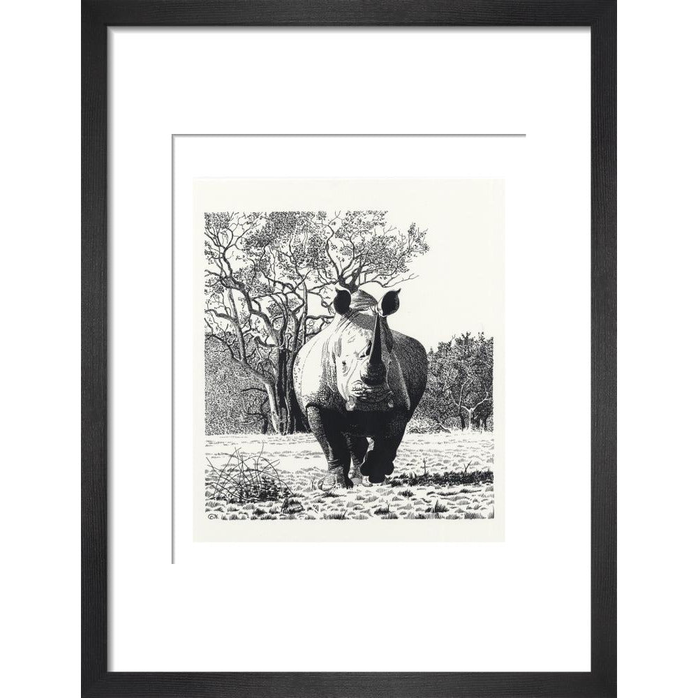 White Rhinoceros Advancing - art print