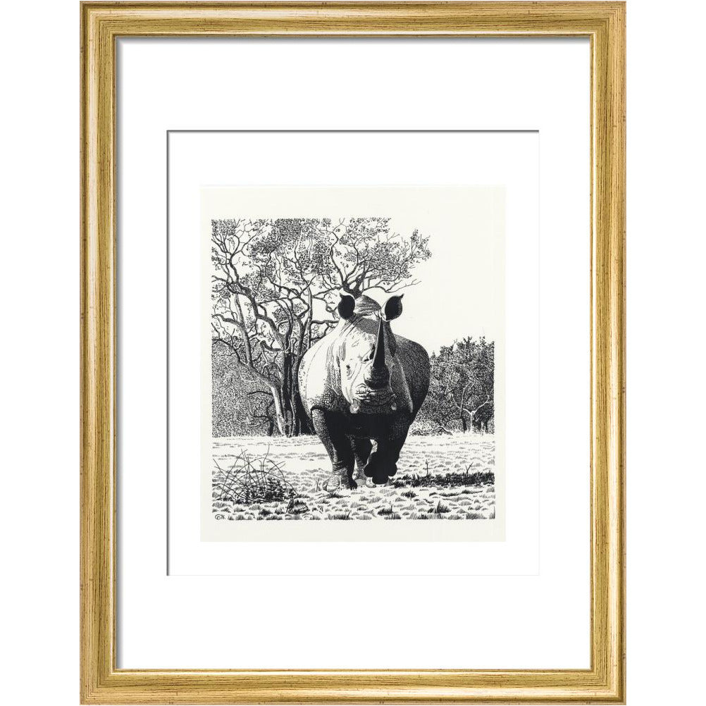 White Rhinoceros Advancing - art print
