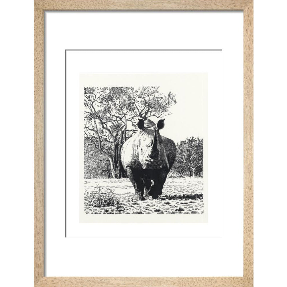 White Rhinoceros Advancing - art print