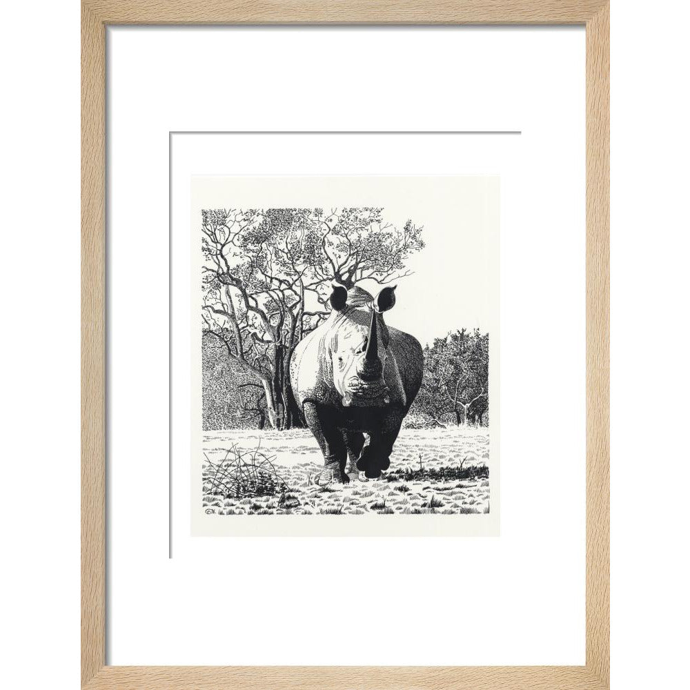 White Rhinoceros Advancing - art print