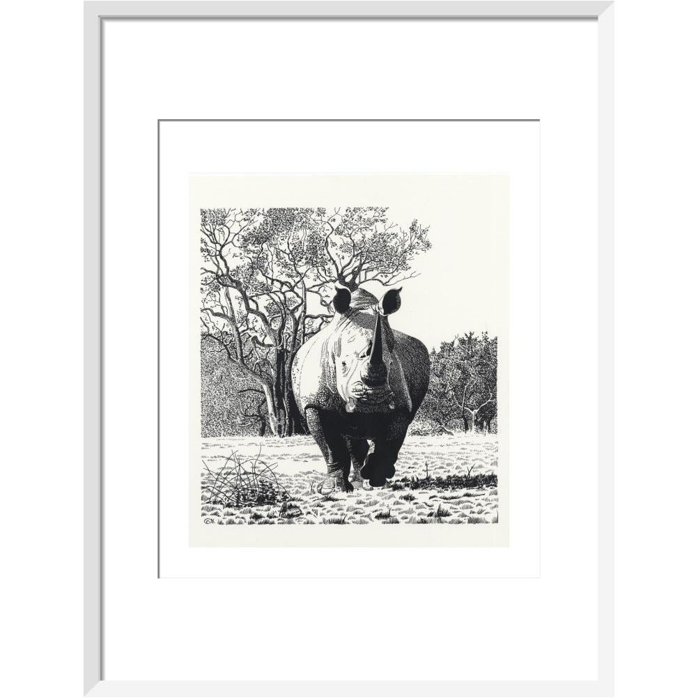 White Rhinoceros Advancing - art print