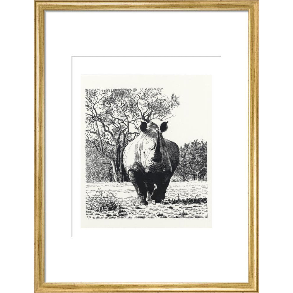 White Rhinoceros Advancing - art print