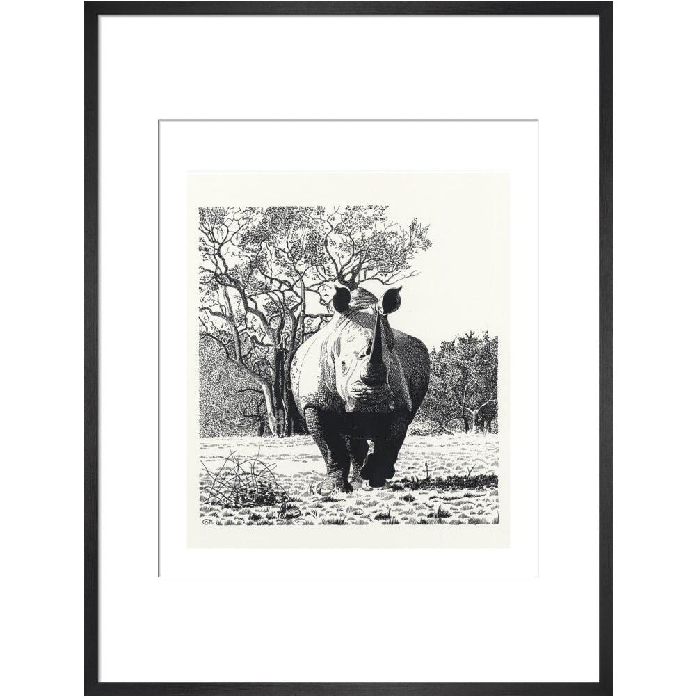 White Rhinoceros Advancing - art print