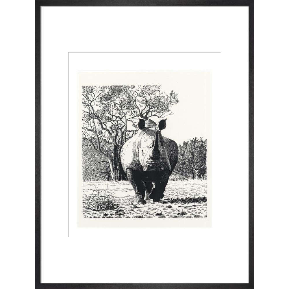 White Rhinoceros Advancing - art print
