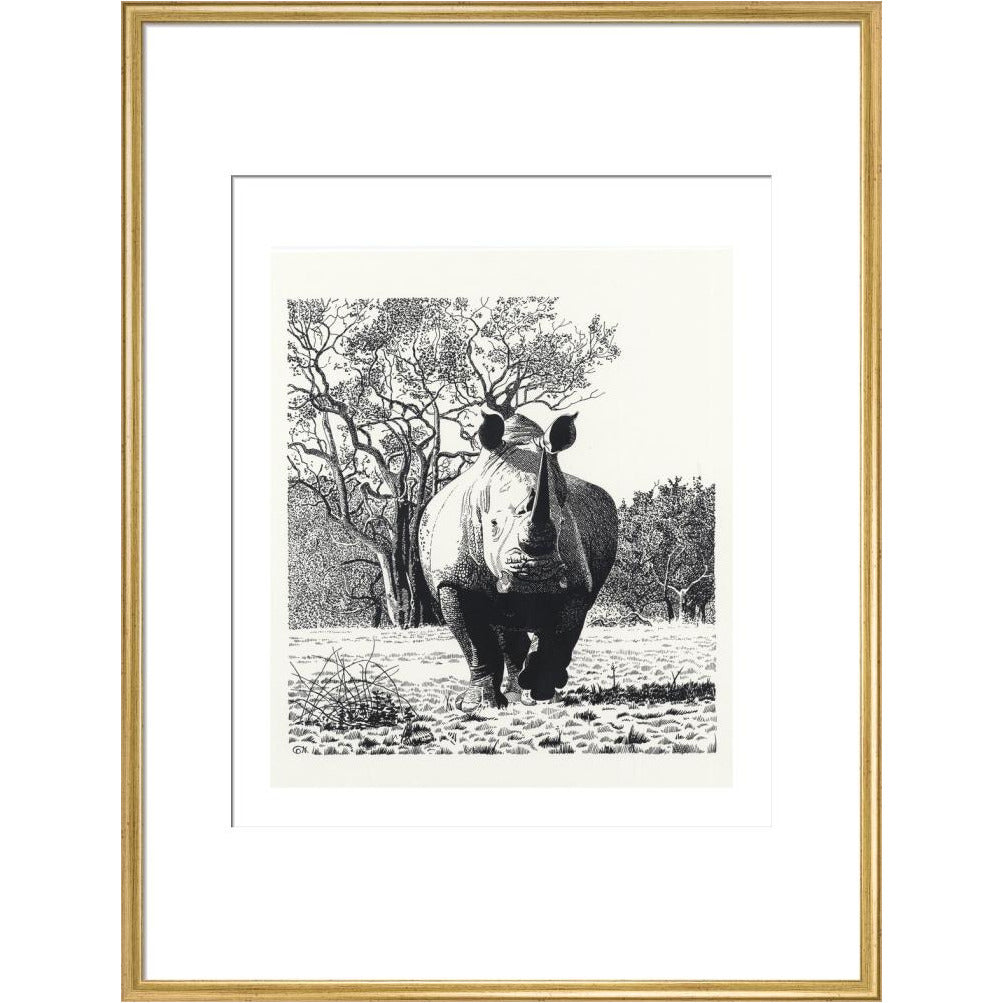 White Rhinoceros Advancing - art print