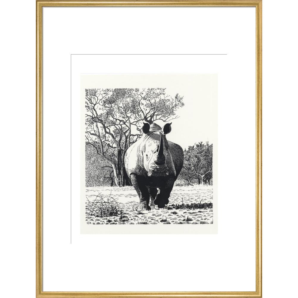 White Rhinoceros Advancing - art print
