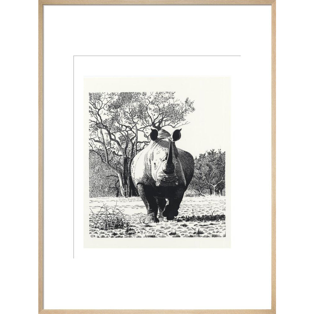 White Rhinoceros Advancing - art print
