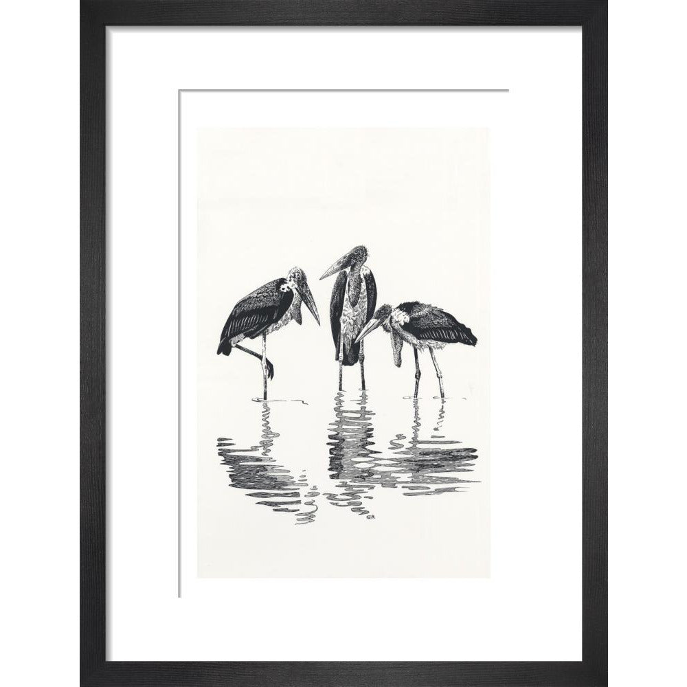 Marabou at Kaseny - art print