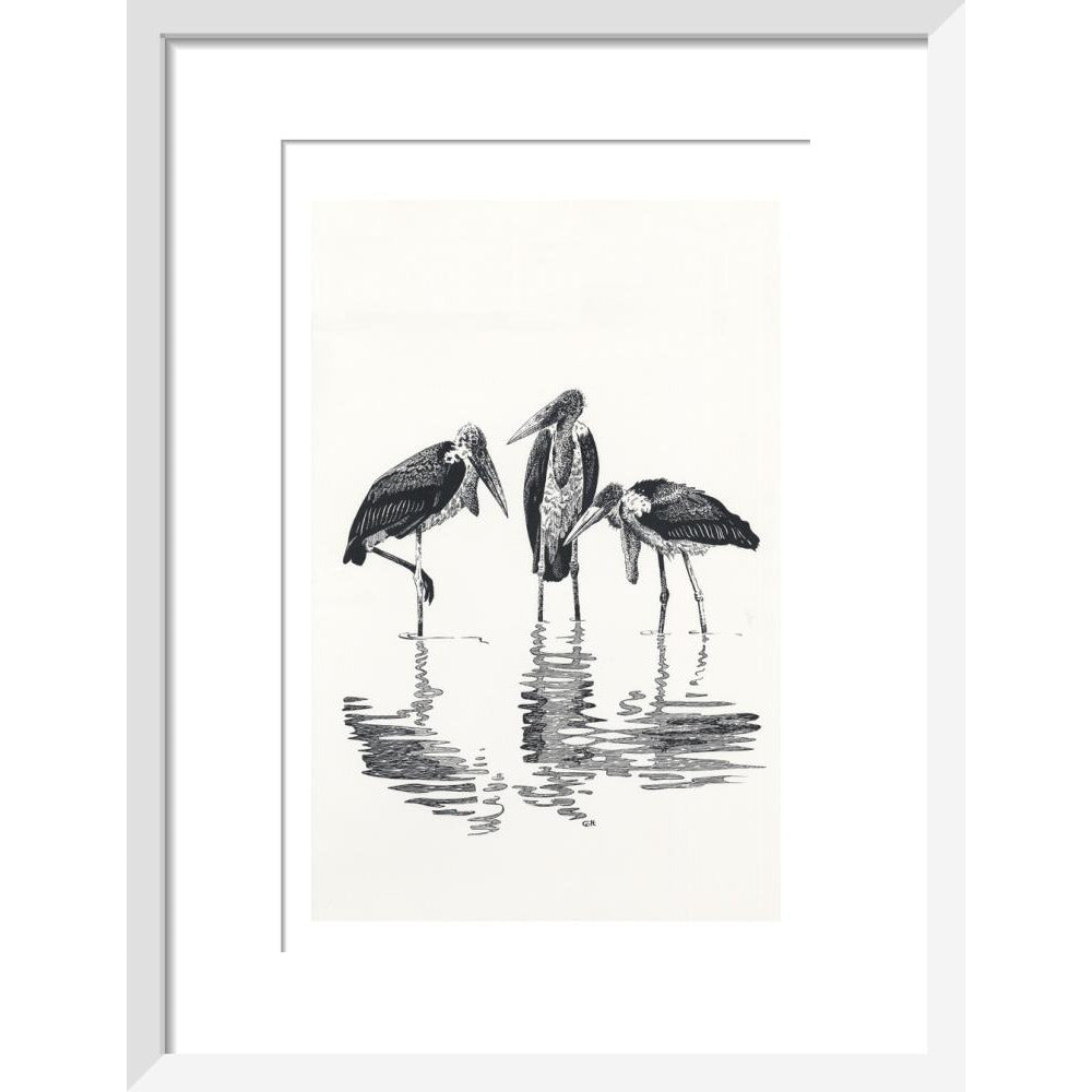 Marabou at Kaseny - art print