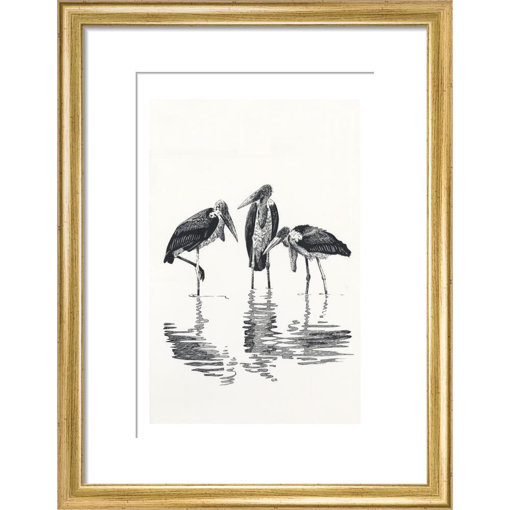 Marabou at Kaseny - art print
