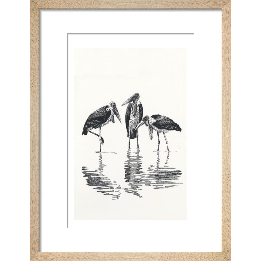 Marabou at Kaseny - art print