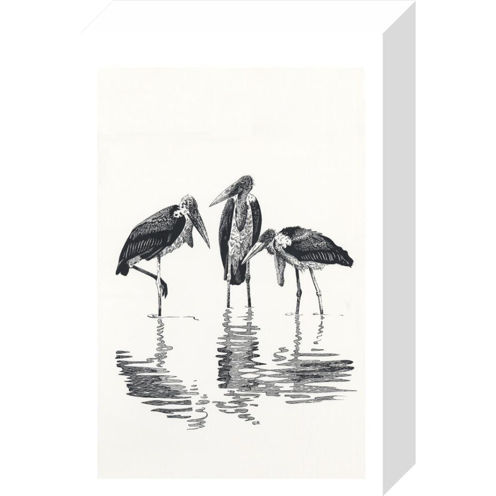 Marabou at Kaseny - art print