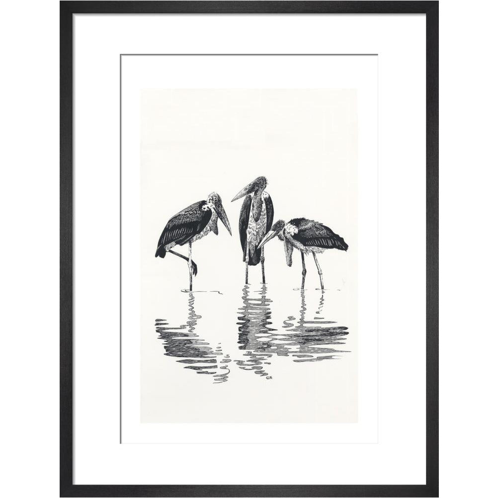 Marabou at Kaseny - art print