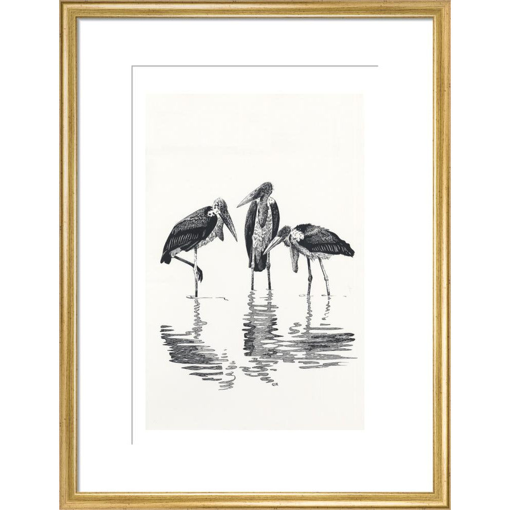 Marabou at Kaseny - art print