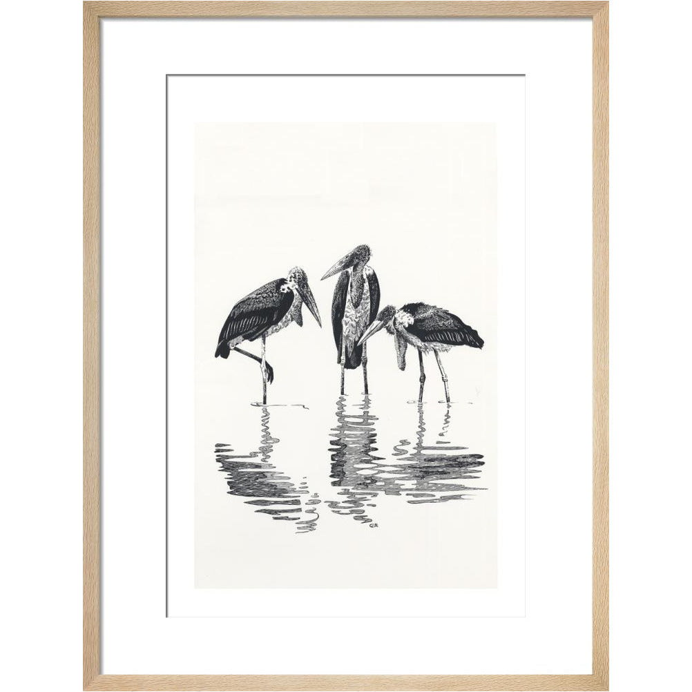 Marabou at Kaseny - art print
