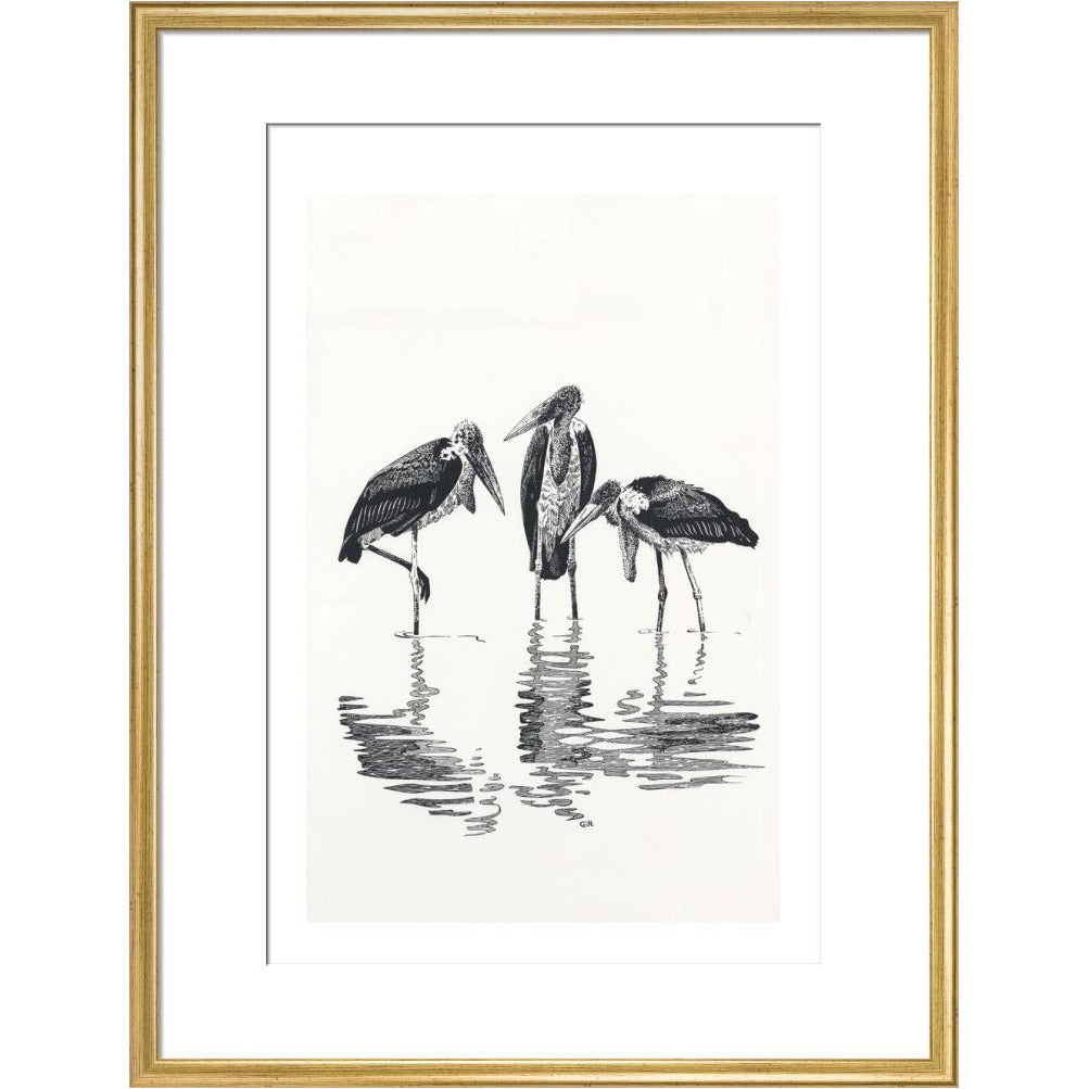 Marabou at Kaseny - art print