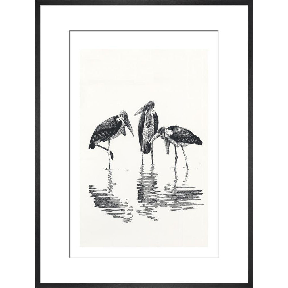 Marabou at Kaseny - art print