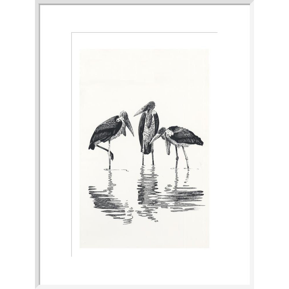 Marabou at Kaseny - art print