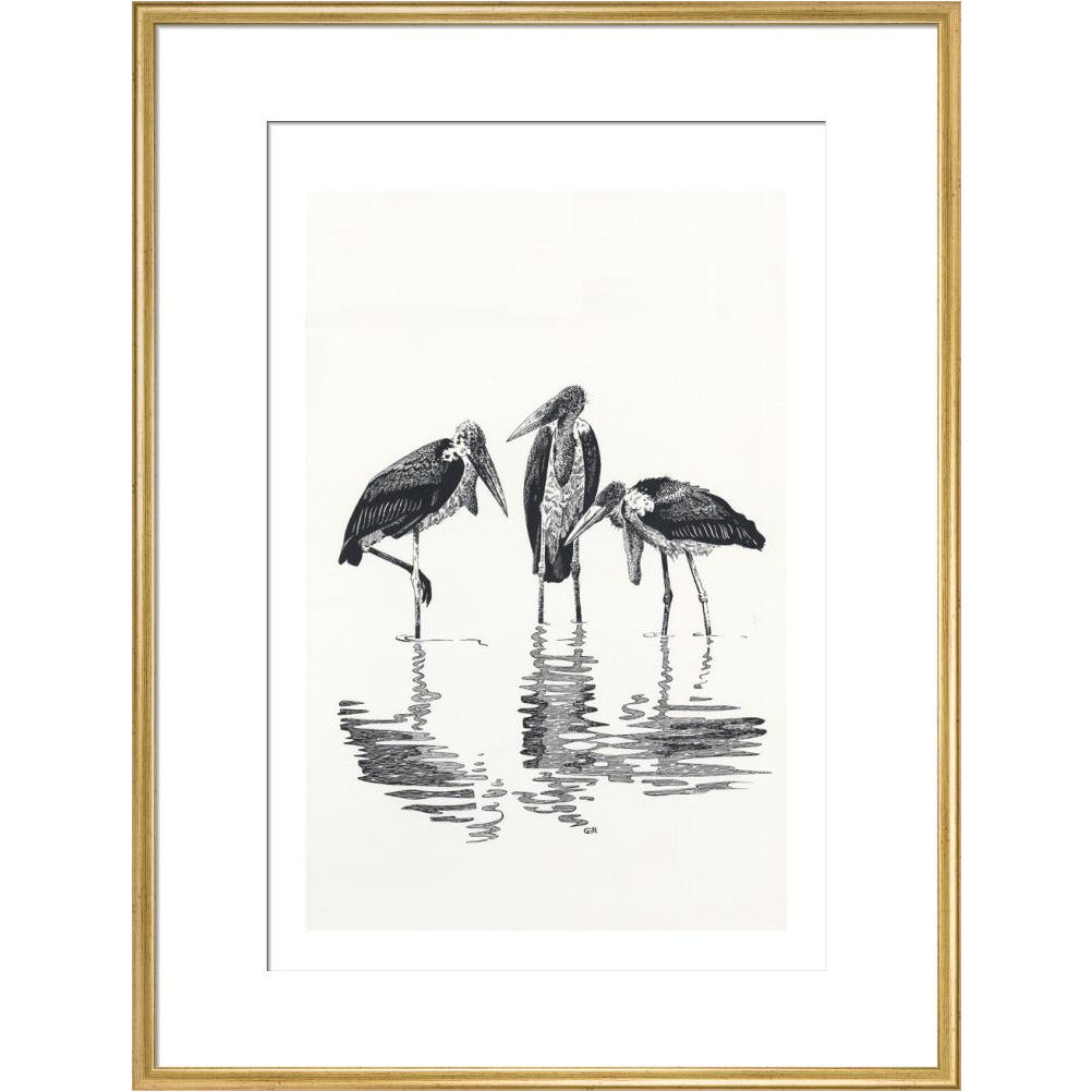 Marabou at Kaseny - art print