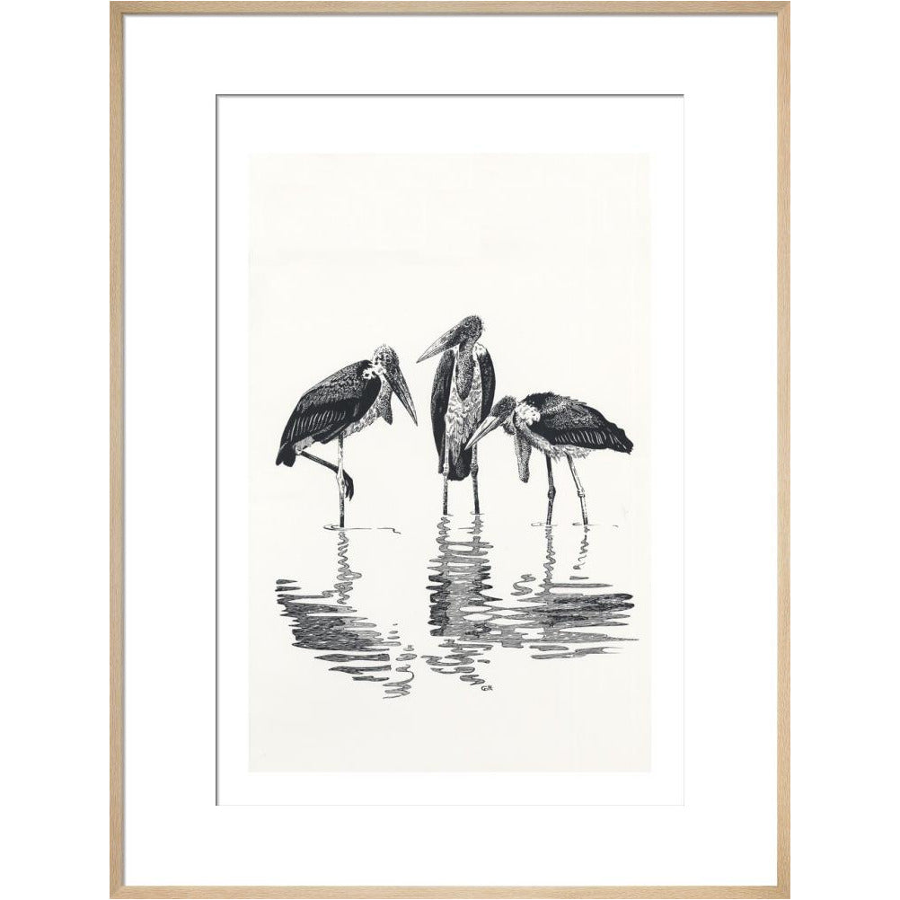 Marabou at Kaseny - art print