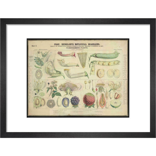 Professor Henslow's Botanical Diagrams: Sheet 2 - Art print