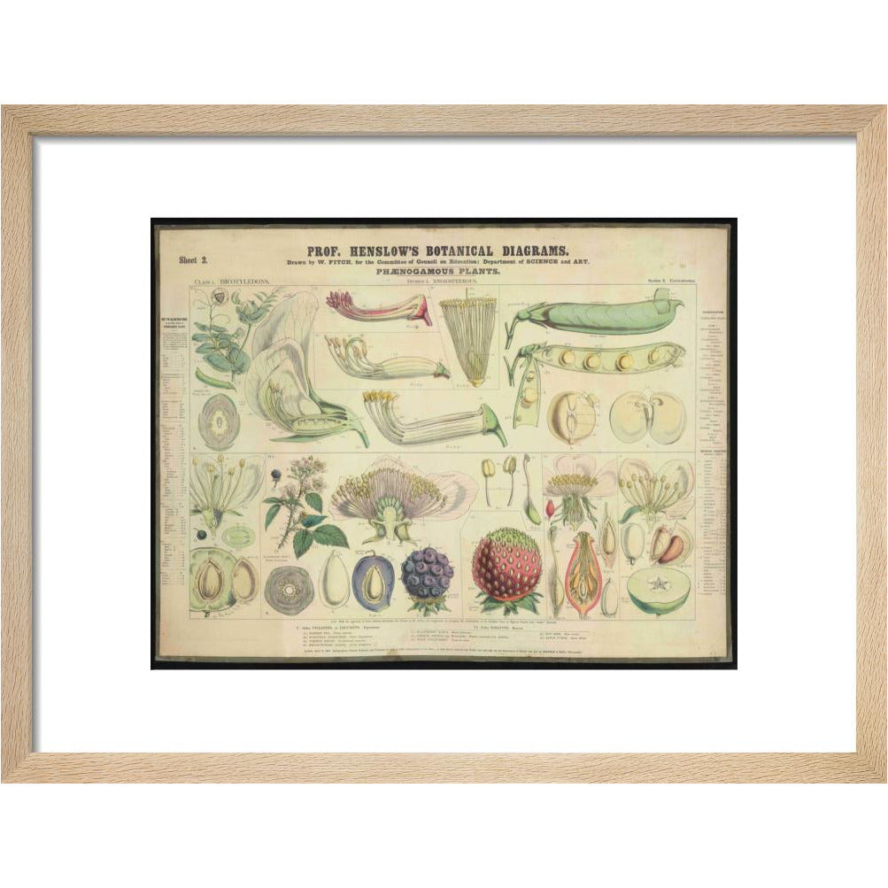 Professor Henslow's Botanical Diagrams: Sheet 2 - Art print