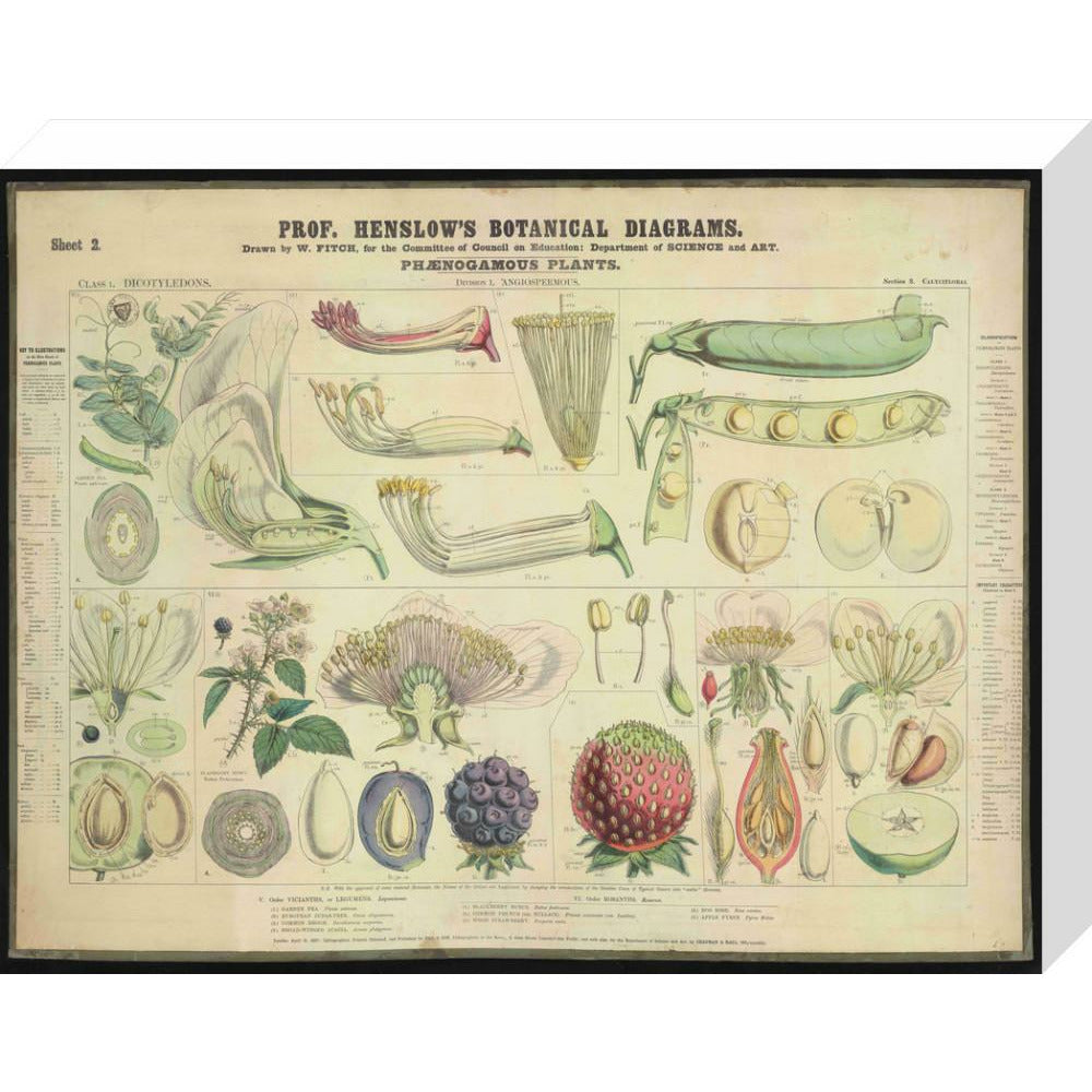 Professor Henslow's Botanical Diagrams: Sheet 2 - Art print