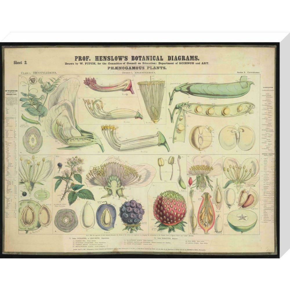 Professor Henslow's Botanical Diagrams: Sheet 2 - Art print