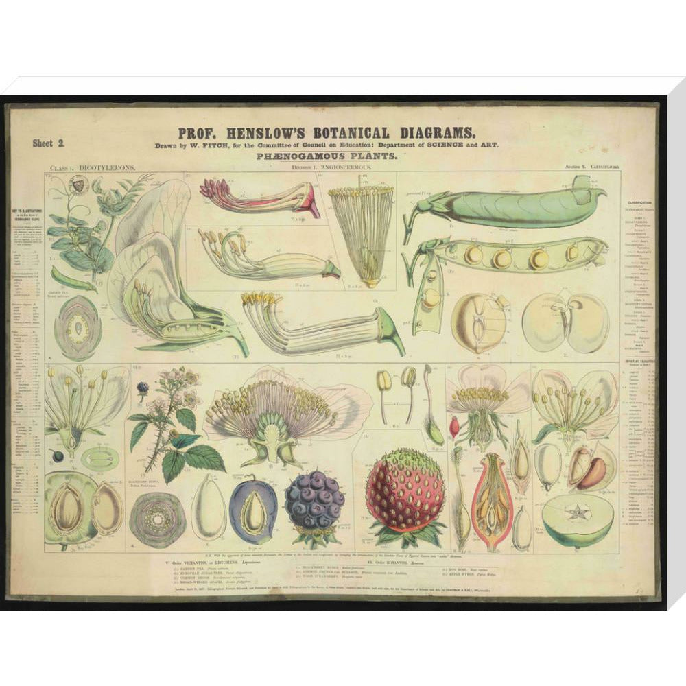 Professor Henslow's Botanical Diagrams: Sheet 2 - Art print