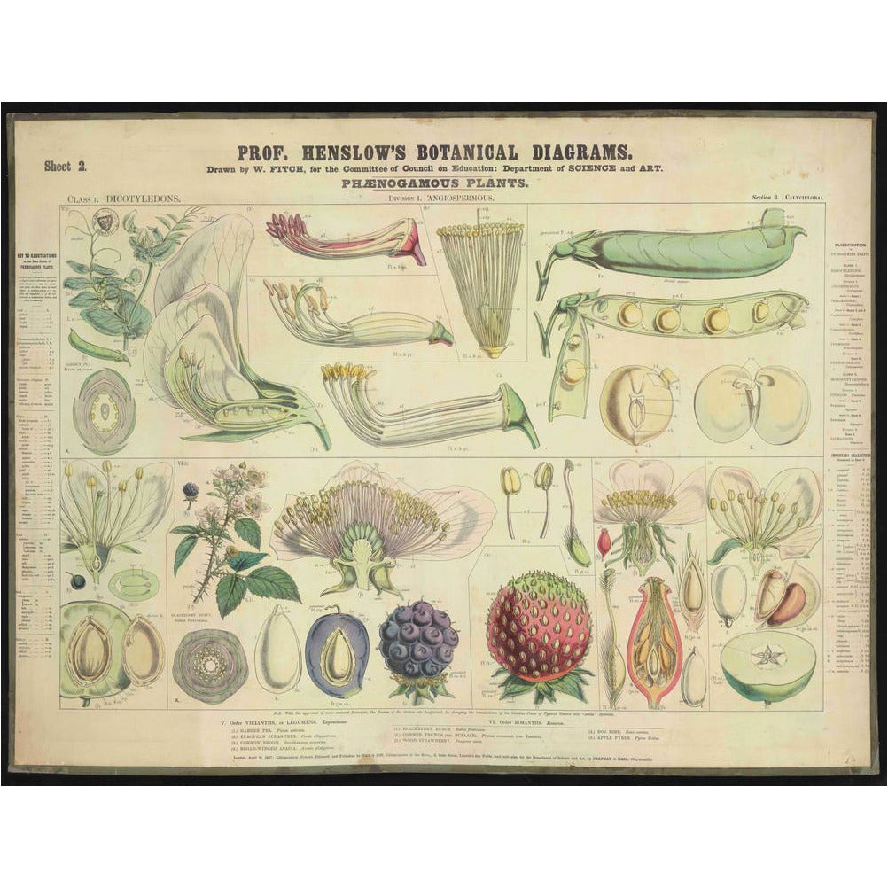 Professor Henslow's Botanical Diagrams: Sheet 2 - Art print