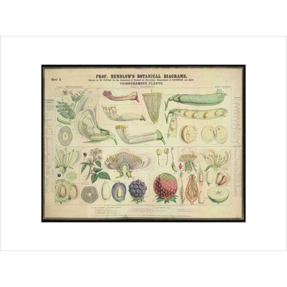 Professor Henslow's Botanical Diagrams: Sheet 2 - Art print