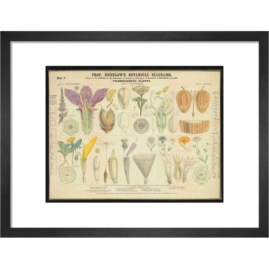 Professor Henslow's Botanical Diagrams: Sheet 3 - Art print