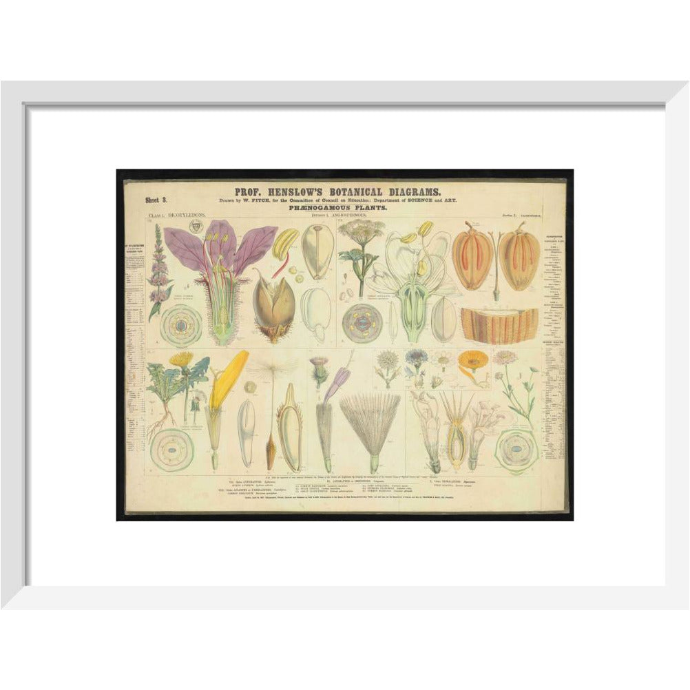 Professor Henslow's Botanical Diagrams: Sheet 3 - Art print