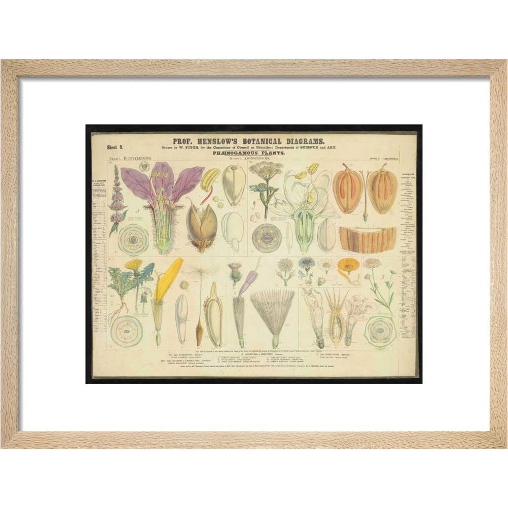 Professor Henslow's Botanical Diagrams: Sheet 3 - Art print