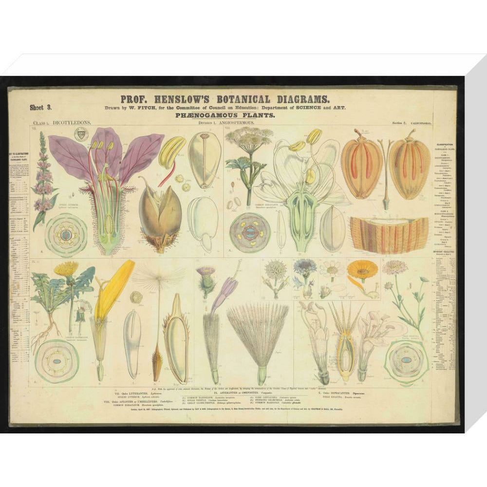 Professor Henslow's Botanical Diagrams: Sheet 3 - Art print