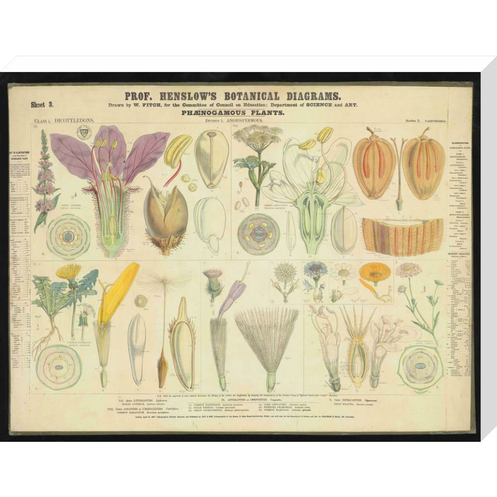 Professor Henslow's Botanical Diagrams: Sheet 3 - Art print