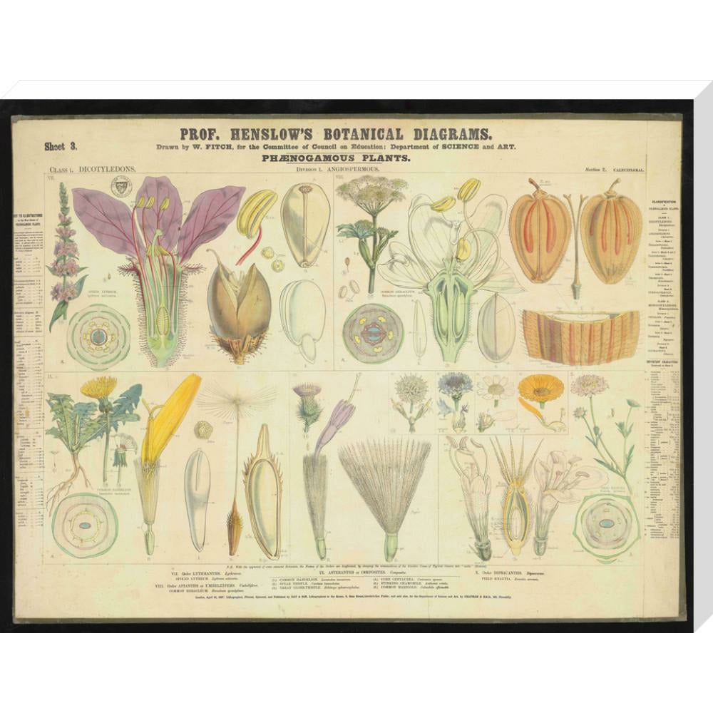 Professor Henslow's Botanical Diagrams: Sheet 3 - Art print