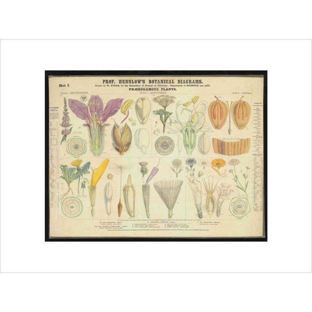 Professor Henslow's Botanical Diagrams: Sheet 3 - Art print